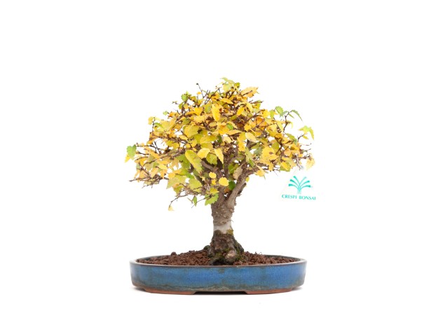 Zelkova serrata - Iep - 21 cm