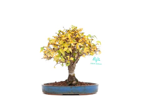 Zelkova serrata - Olmo - 21 cm