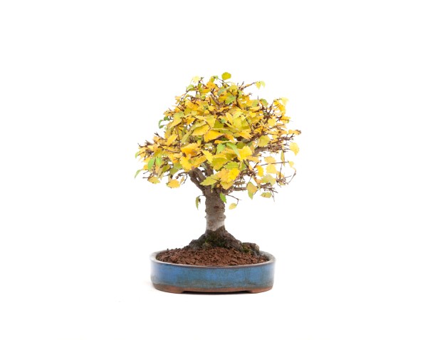 Zelkova serrata - Elm - 21 cm 2