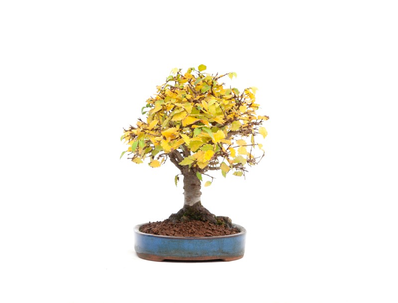 Zelkova serrata - Iep - 21 cm