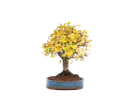 Zelkova serrata - Ulme - 21 cm