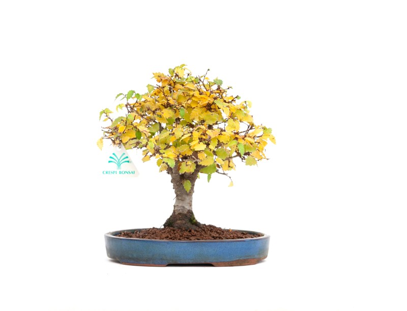 Zelkova serrata - Orme - 21 cm