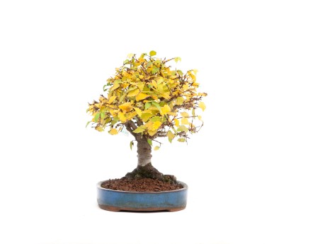 Zelkova serrata - Ulme - 21 cm