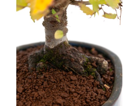 Zelkova serrata - Orme - 21 cm