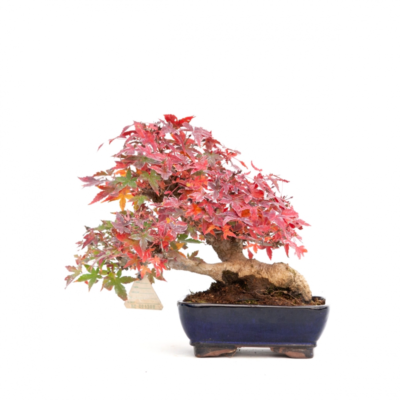 Acer palmatum viridis - maple - 23 cm