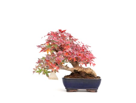 Acer palmatum viridis - érable - 23 cm