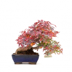 Acer palmatum viridis - maple - 23 cm