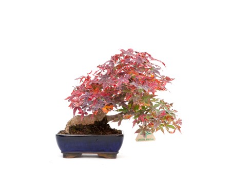 Acer palmatum viridis - Arce - 23 cm