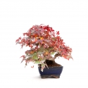 Acer palmatum viridis - maple - 23 cm