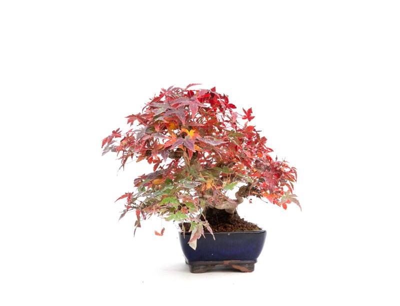 Acer palmatum viridis - Ahorn - 23 cm