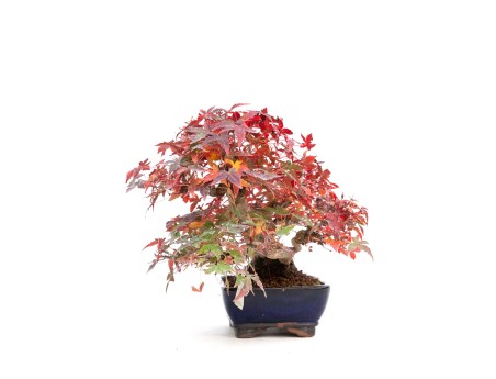 Acer palmatum viridis - Arce - 23 cm
