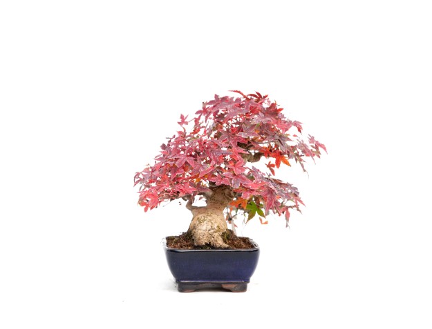 Acer palmatum viridis - Ahorn - 23 cm 2