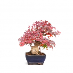 Acer palmatum viridis - maple - 23 cm
