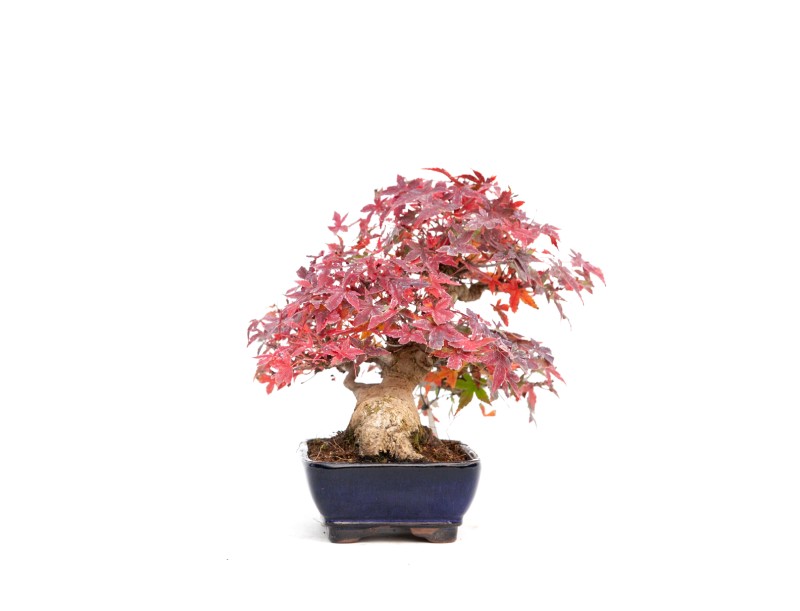 Acer palmatum viridis - Ahorn - 23 cm