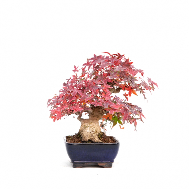 Acer palmatum viridis - Arce - 23 cm