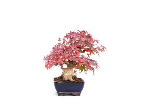 Acer palmatum viridis - Arce - 23 cm