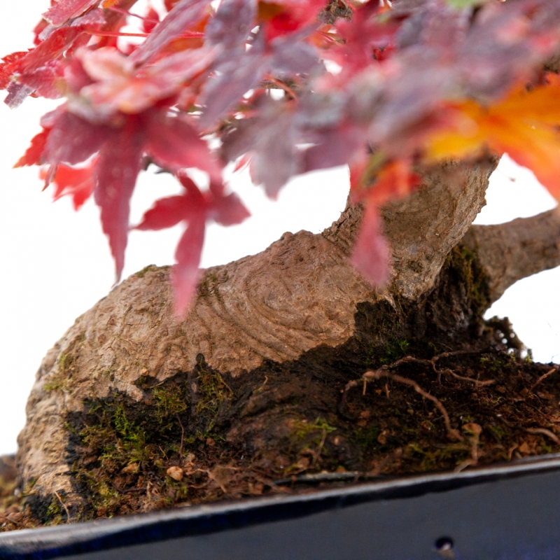 Acer palmatum viridis - maple - 23 cm