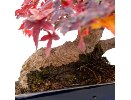 Acer palmatum viridis - Esdoorn - 23 cm