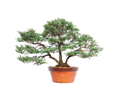 Tsuga japonica - 65 cm