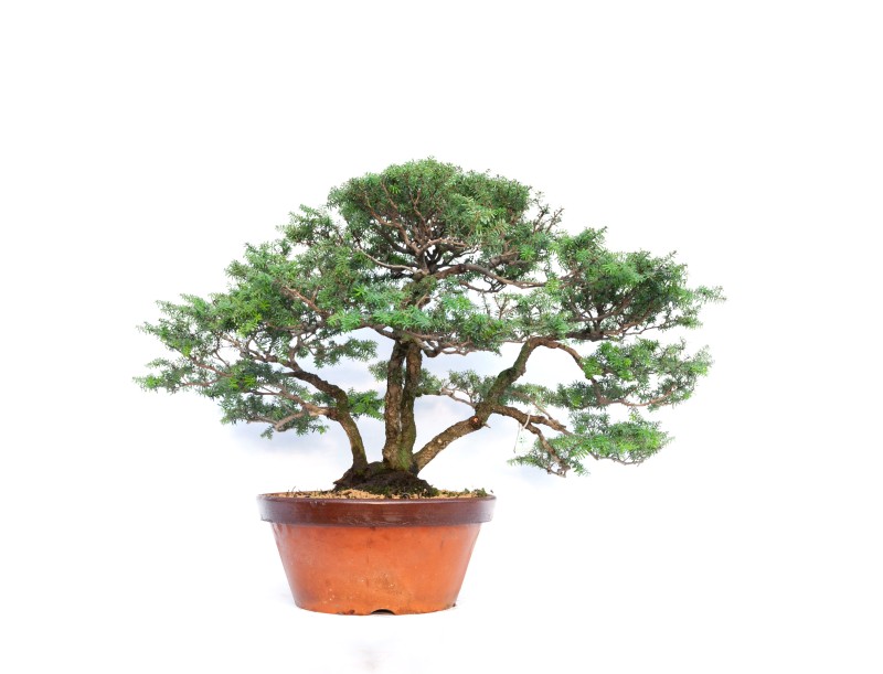 Tsuga japonica - 65 cm