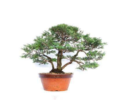 Tsuga japonica - 65 cm