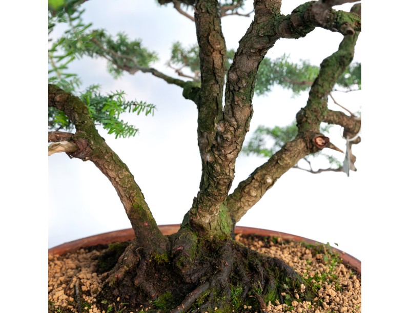 Tsuga japonica - 65 cm