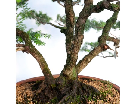 Tsuga japonica - 65 cm