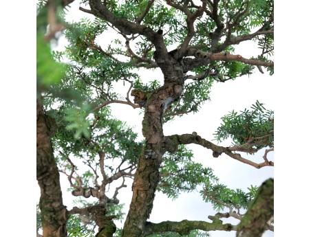 Tsuga japonica - 65 cm