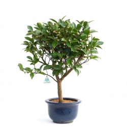 Camellia - 57 cm