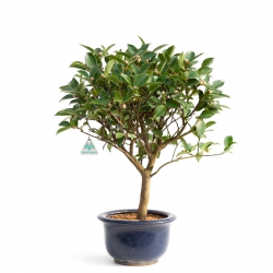 Camellia - 57 cm