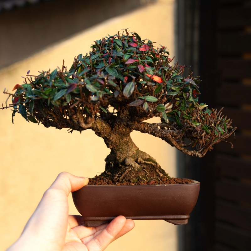 Trachelospermum asiaticum - 23 cm
