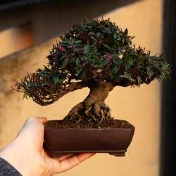 Trachelospermum asiaticum - 23 cm