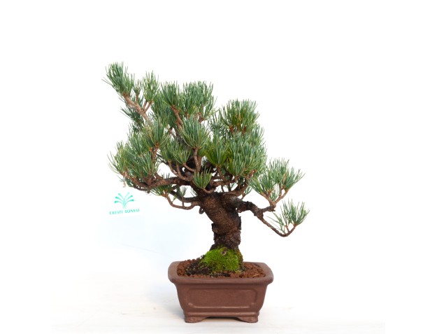 Pinus pentaphylla - 30 cm 2
