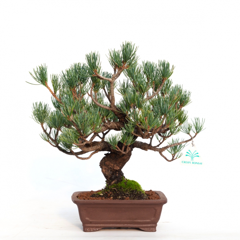 Pinus pentaphylla - 30 cm