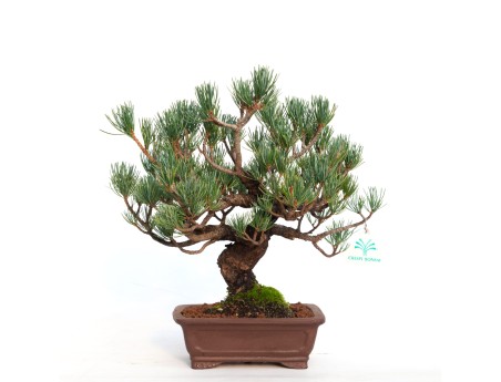 Pinus pentaphylla - 30 cm
