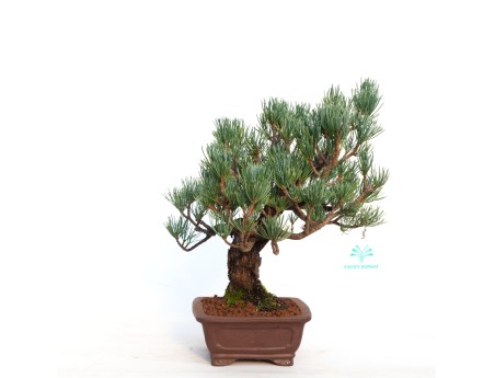 Pinus pentaphylla - 30 cm