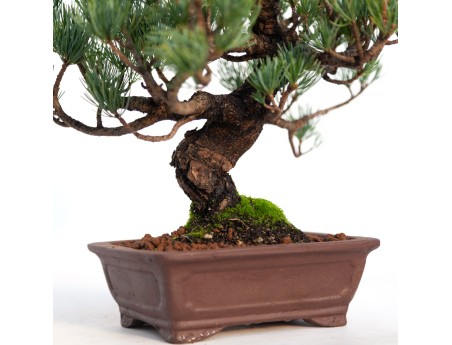 Pinus pentaphylla - 30 cm