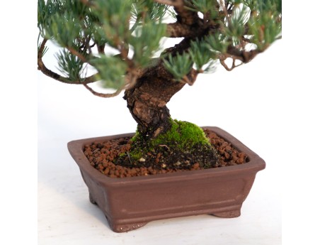 Pinus pentaphylla - 30 cm