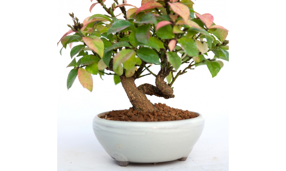 Euonymus Alatus 15 Cm