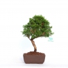 Juniperus chinensis - Ginepro - 28 cm