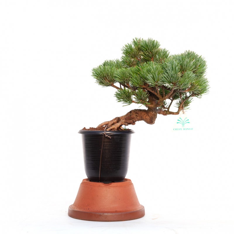 Pinus pentaphylla  - Pino - 24 cm