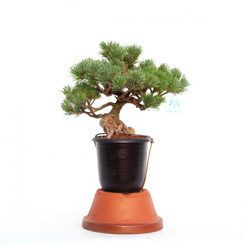Pinus pentaphylla - Pin à cinq aiguilles - 24 cm
