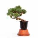 Pinus pentaphylla  - Pino - 24 cm