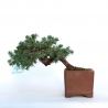 Juniperus rigida - Ginepro ad aghi - 24 cm