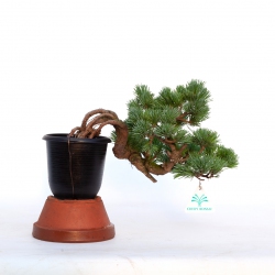 Pinus pentaphylla - Pin à cinq aiguilles - 19 cm
