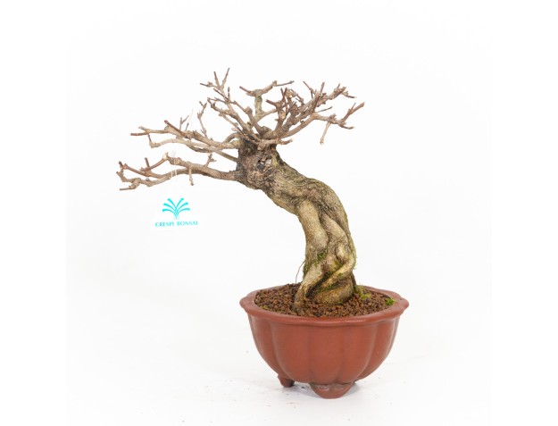 Premna japonica - 31 cm 2