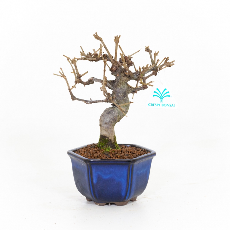 Viburnum dilatatum - 22 cm