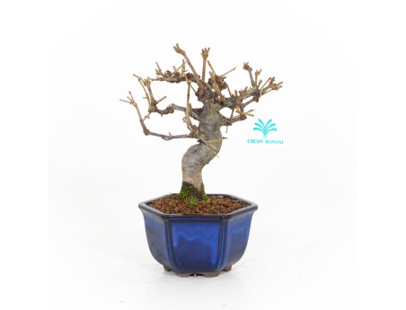 Viburnum dilatatum - 22 cm