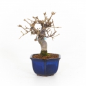 Viburnum dilatatum - 22 cm
