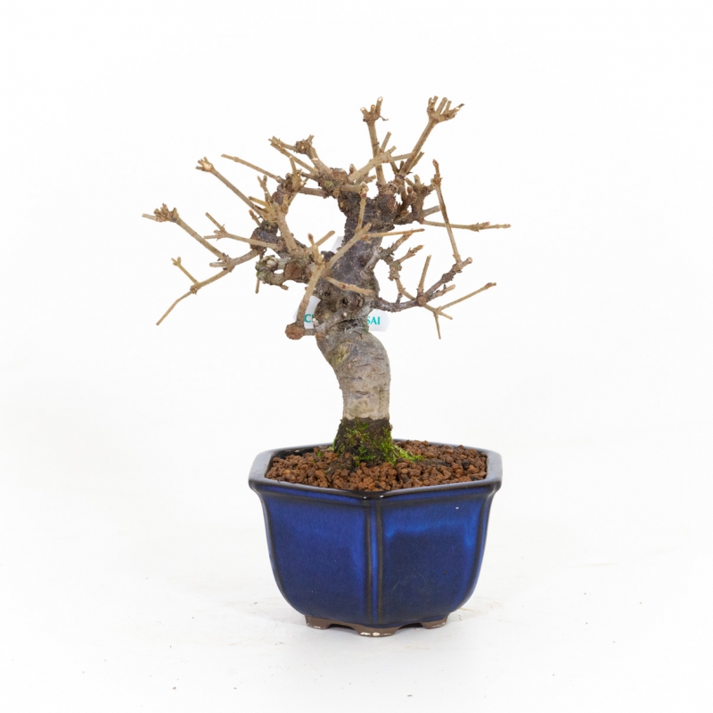 Viburnum dilatatum - 22 cm